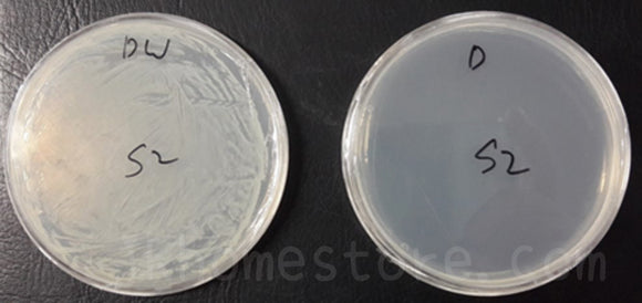 抗細菌測試(金黃葡萄球菌Staphylococcus aureus)